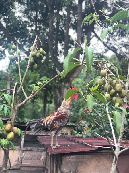 Ubud 'daki çiftlikte balili horoz tavuk