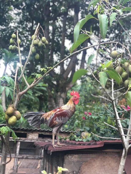Ubud 'daki çiftlikte balili horoz tavuk