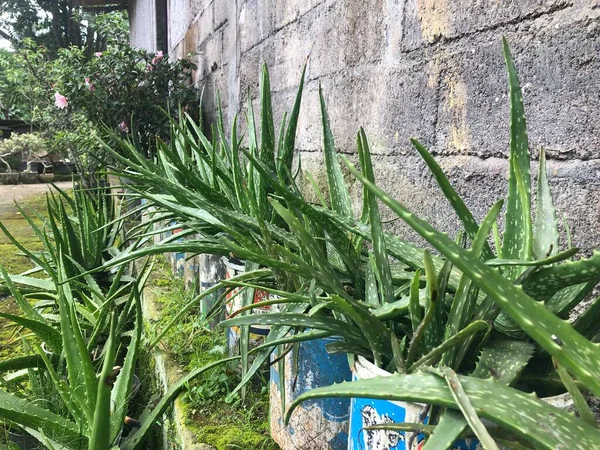 Yeşil ve doğa aloe vera bitkisi arka bahçedeki evde.