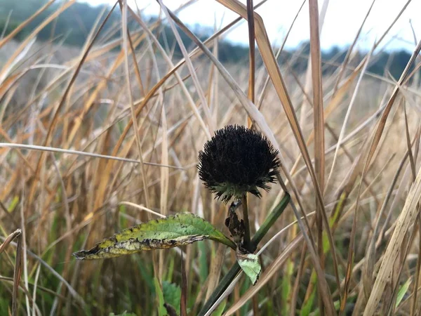 dry black flower wild grass at rice fields after harvest