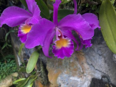 Bahçe bölgesinde güzellik ve doğa mor orkide çiçekleri