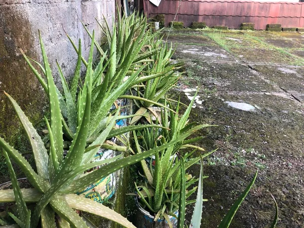 Yeşil ve doğa aloe vera bitkisi arka bahçedeki evde.