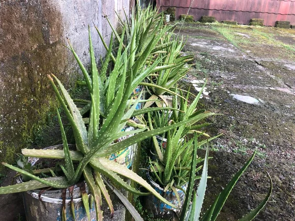 Yeşil ve doğa aloe vera bitkisi arka bahçedeki evde.