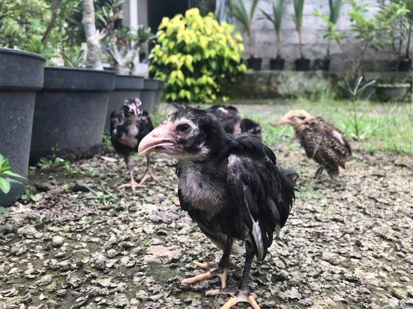 Ubud 'daki çiftlik bölgesinde tatlı balina yavrusu siyah tavuk
