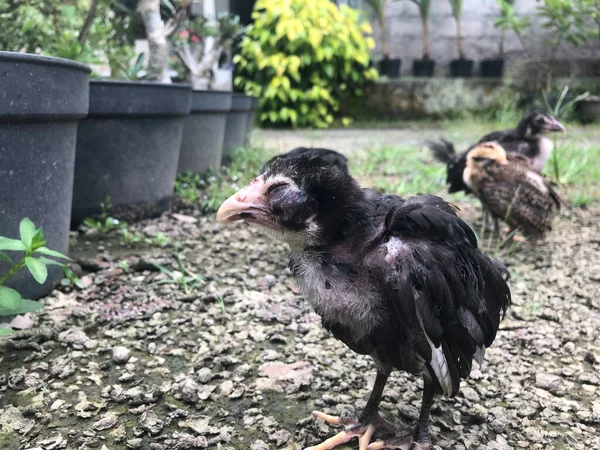 Ubud 'daki çiftlik bölgesinde tatlı balina yavrusu siyah tavuk