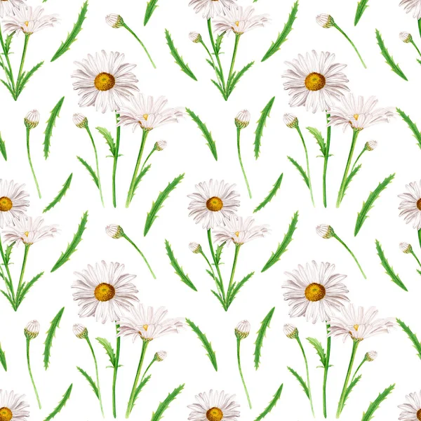 Daisy flower seamless pattern, watercolor illustration isolated on white background. For decor, textile, fabric, wrapping
