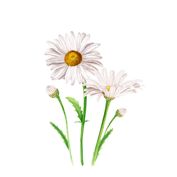 stock image Daisy flower compsition, watercolor illustration isolated on white background. For greating cards, patterns, invitation, clip art