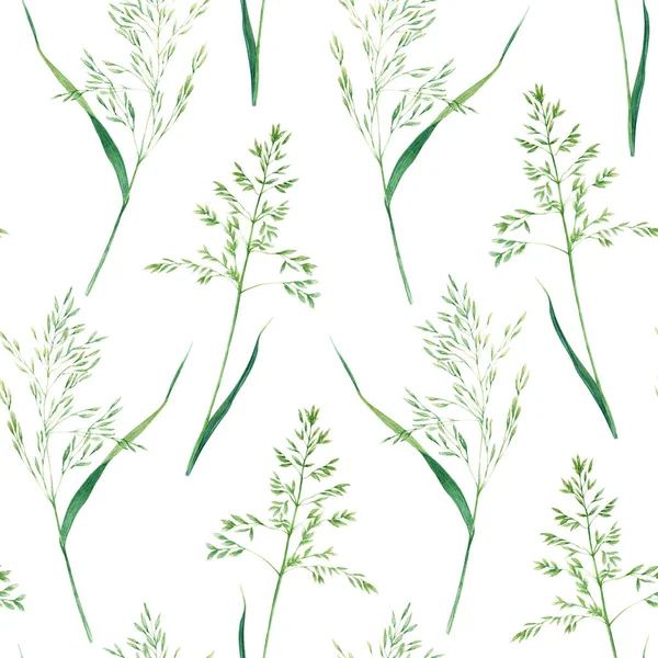 Seamless Pattern Meadow Grass Type Bluegrass Hand Drawn Watercolor Illustration — Stock Photo, Image