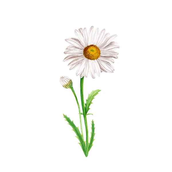 Akvarell Százszorszép Vad Virág Kézzel Rajzolt Akvarell Illusztráció Elszigetelt Fehér — Stock Fotó