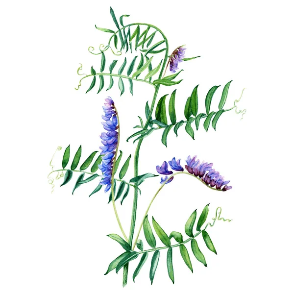 Wild Grass Vetch Blooming Branch Watercolor Illustration Isolated White Background — Stock fotografie