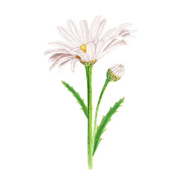 デイジーの花の組成 野生の花の手の白い背景に隔離された水彩画のイラストを描いた グリーティングカード パターン 招待状 クリップアートのために — ストック写真