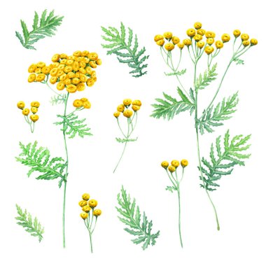Herb Common Tansy seti. Suluboya el çizimi, beyaz arkaplanda paket, kart, klip sanatı, şablon, çıkartmalar için izole edilmiş botanik illüstrasyon