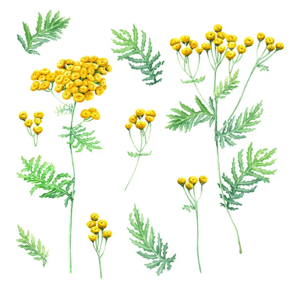 Ensemble Herb Common Tansy Illustration Botanique Dessinée Main Aquarelle Isolée — Photo