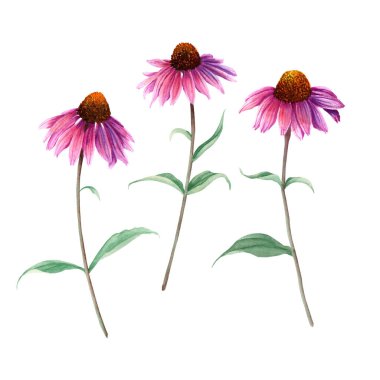 Echinacea bitkisi. Beyaz arka planda elle çizilmiş suluboya çizimi. Tebrik kartı, davetiye, klip sanatı, çıkartma