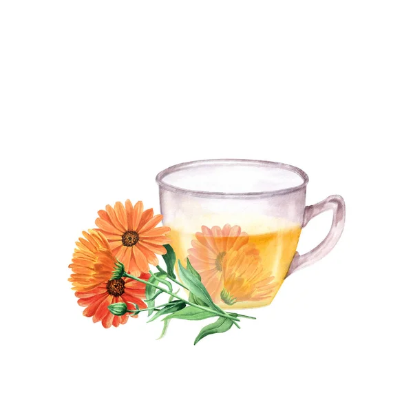 Glass Cup Calendula Tea Hand Drawn Watercolor Composition Isolated White — Stock Photo, Image