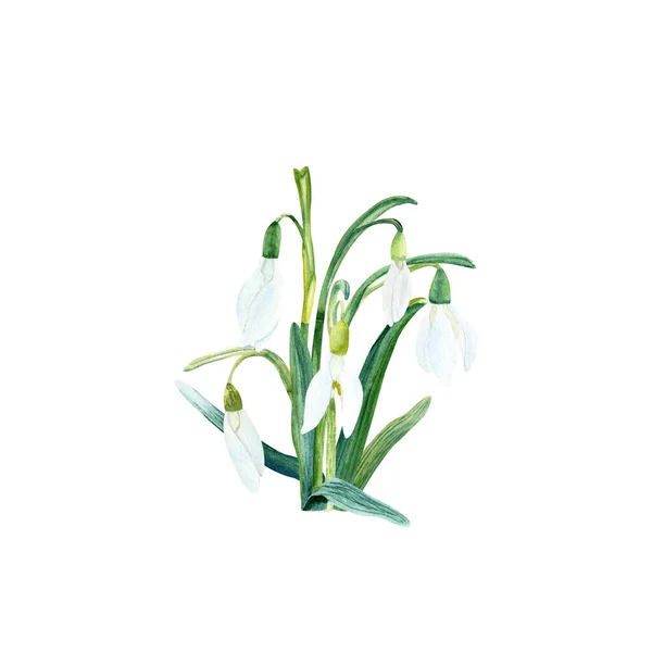 Цветочный Подснежник Ручные Рисунки Акварелью Ботанический Состав Выделен Белом Фоне — стоковое фото