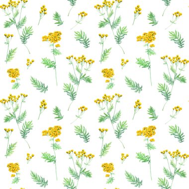 Bitkisel otlarla kusursuz desenler yaygın Tansy çiçekleri, dallar ve yapraklar. El çizimi botanik suluboya çizimi beyaz arka planda izole edilmiş. Paket, dekor, tekstil, kumaş, ambalaj