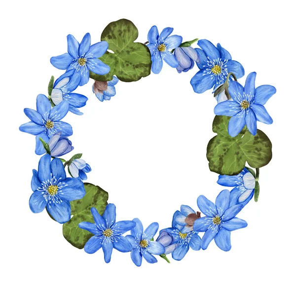 Гепатіка Блакитна Весняна Квітка Листя Вінка Акварельна Ілюстрація Ізольована Білому — стокове фото