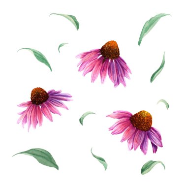 Echinacea bitkisi. Beyaz arka planda elle çizilmiş suluboya çizimi. Tebrik kartı, davetiye, klip sanatı, çıkartma