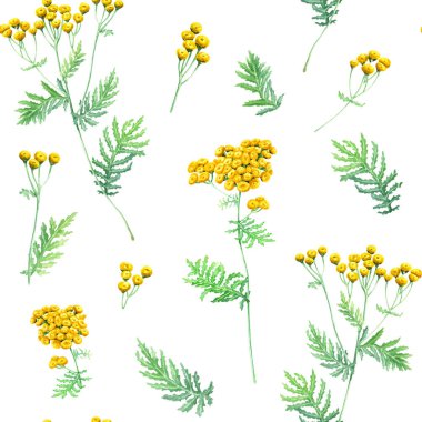 Bitkisel otlarla kusursuz desenler yaygın Tansy çiçekleri, dallar ve yapraklar. El çizimi botanik suluboya çizimi beyaz arka planda izole edilmiş. Paket, dekor, tekstil, kumaş, ambalaj
