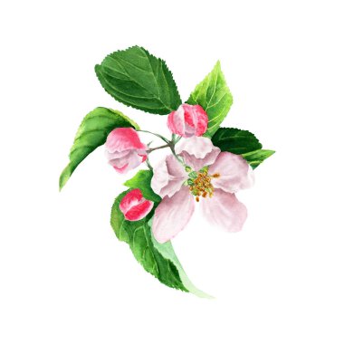 Apple tree blooming branch. Watercolor illustration. Hand drawing. Isolated on white background. Floral element for greeting cards, invitations, clip art.