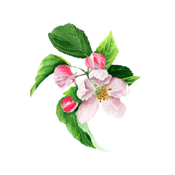 Apple Tree Blooming Branch Watercolor Illustration Hand Drawing Isolated White — Stockfoto