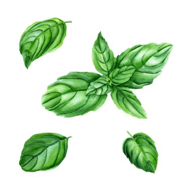 Basil culinary herb set. Hand drawn botanical watercolor illustration isolated on white background. For clip art, cards, decor