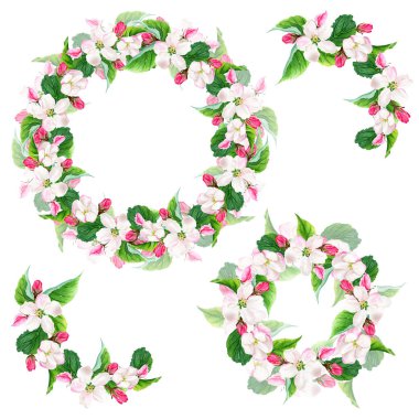 Apple tree blooming wreaths. Watercolor botanical illustrations. Hand drawing. Isolated on white background. Floral elements for greeting cards, invitations, wedding.