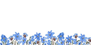 Hepatica blue spring flowers seamless banner, border. Hand drawn watercolor botanical illustration. Isolated on white background. For invitation, greeting cards.