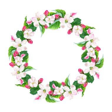 Elma ağacı açan çelenk. Suluboya botanik illüstrasyon. El çizimi. Beyaz arka planda izole edilmiş. Tebrik kartları, davetiyeler, düğün için çiçek unsurları.