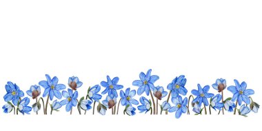 Hepatica blue spring flowers banner, border. Hand drawn watercolor botanical illustration. Isolated on white background. For invitation, greeting cards.