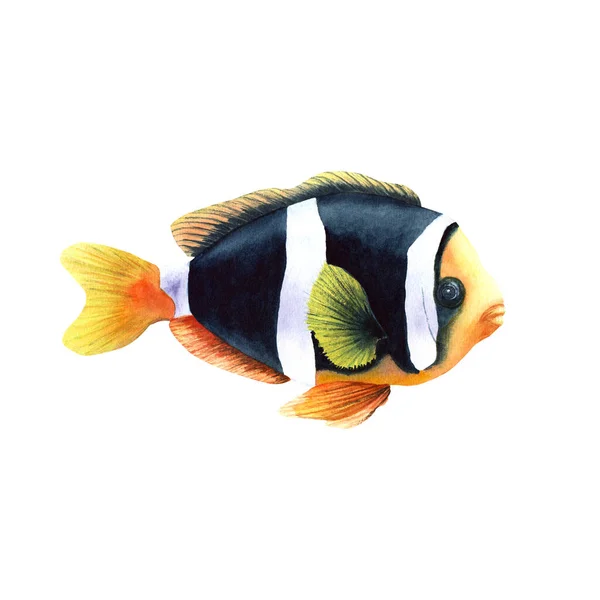 Pesce Esotico Della Barriera Corallina Clarks Anemonefish Illustrazione Acquerello Disegnata — Foto Stock
