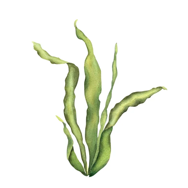 Море Океан Аквариумное Растение Ручная Рисованная Ботаническая Акварельная Иллюстрация Белом — стоковое фото