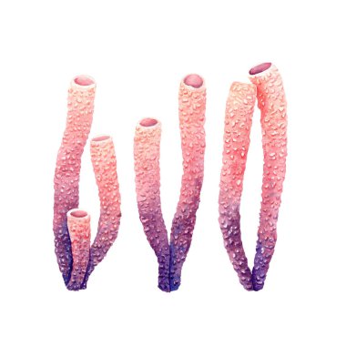 Sünger tüplü mercan seti. Beyaz arka planda elle çizilmiş suluboya çizimi. Klip sanatı, dekor, paket için