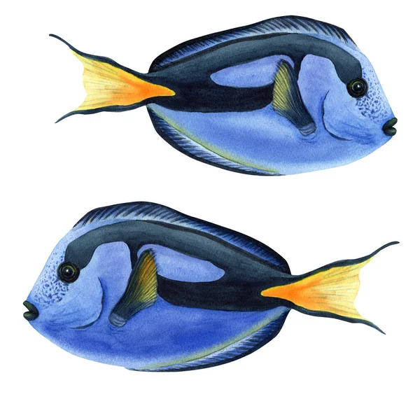Blå Tang Korallrevfisk Handritad Akvarell Illustration Isolerad Vit Bakgrund För — Stockfoto