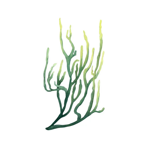 Море Океан Аквариумные Растения Кораллы Ручной Рисунок Акварелью Изолирован Белом — стоковое фото