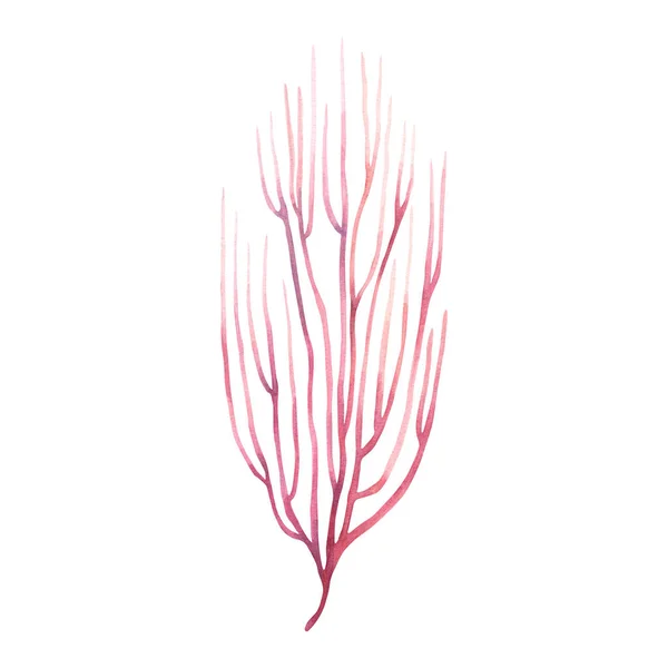 Ventilateur Mer Organisme Récifal Corallien Illustration Aquarelle Dessinée Main Isolée — Photo