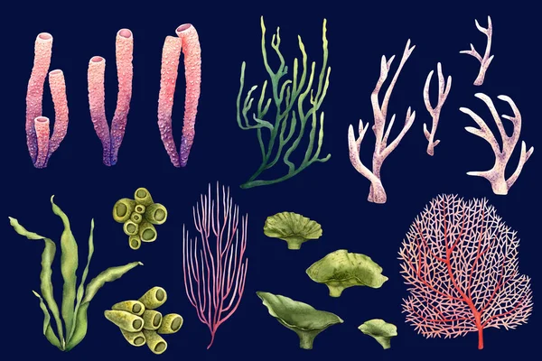 海草とサンゴのセット 手描き水彩イラスト クリップアート カード パッケージのために — ストック写真