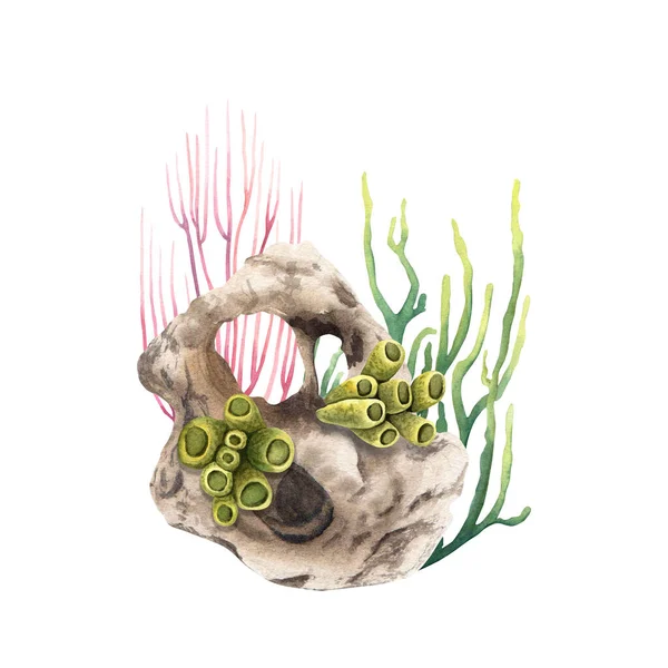 Подводный Состав Кораллового Рифа Ручной Рисунок Акварелью Изолирован Белом Фоне — стоковое фото