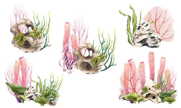 由植物 石头和贝壳组成的一套珊瑚礁水下组合物 手绘水彩画 背景为白色 用于剪贴画 — 图库照片