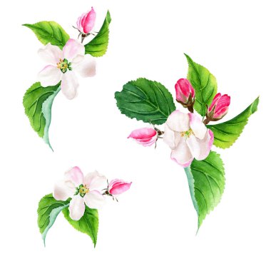 Elma ağacı dalları açıyor. Suluboya botanik çizimler. El çizimi. Beyaz arka planda izole edilmiş. Tebrik kartları, davetiyeler, klip sanatı için temel öğeler.