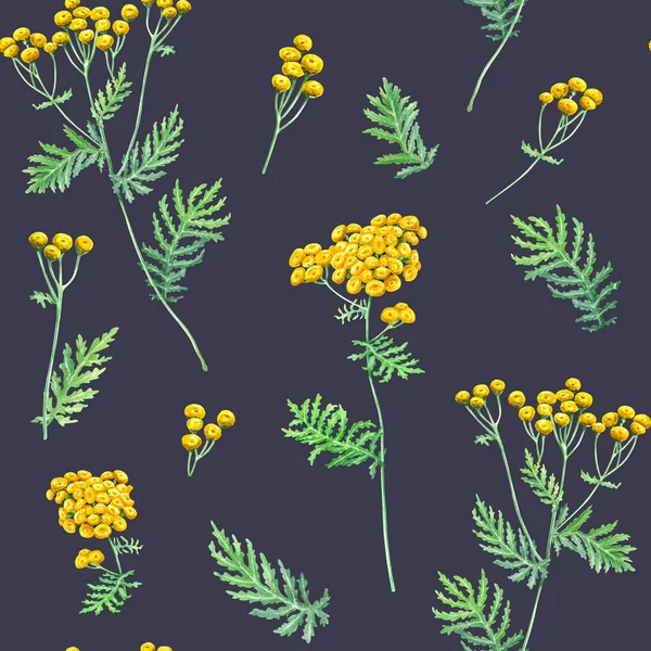 Seamlesss Pattern Herb Common Tansy Blooms Branches Leaves Hand Drawn — Stock Photo, Image