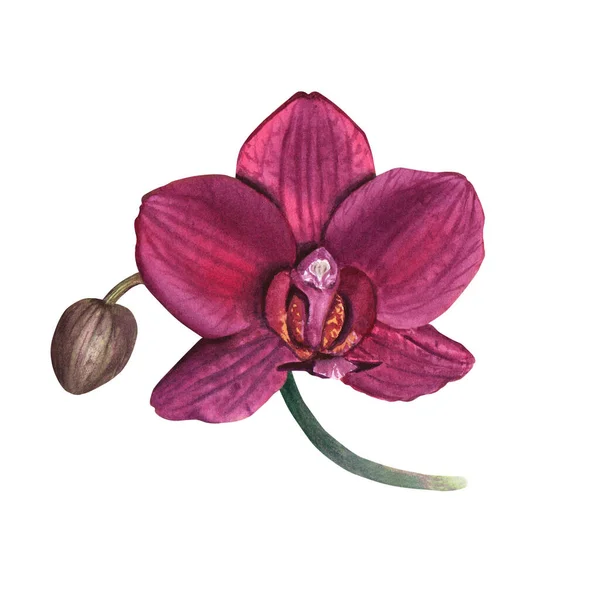 Tropisk Blommorkidé Handritad Akvarell Illustration Isolerad Vit Bakgrund För Klipp — Stockfoto