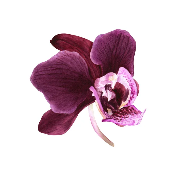 Тропические Цветочные Орхидеи Ручной Рисунок Акварелью Изолирован Белом Фоне Клип — стоковое фото