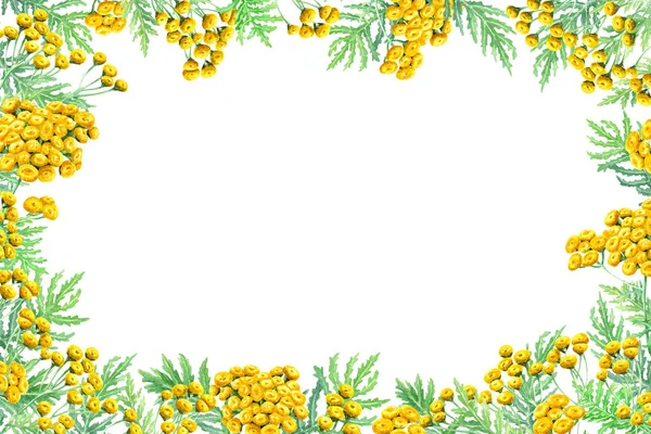 Conjunto Herb Common Tansy Ilustração Botânica Desenhada Mão Aquarela Isolada — Fotografia de Stock