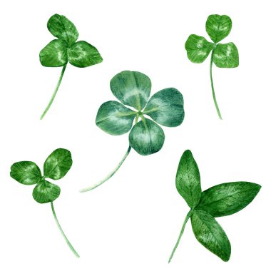 Yonca yaprakları hazır. Beyaz arkaplanda el çizimi renk çizimi izole edilmiş. Şarjör sanatı, tebrik kartı, desenler için