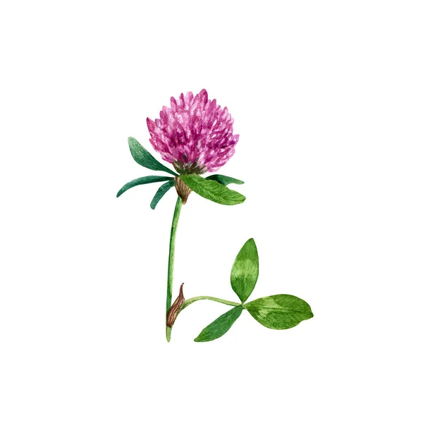 Red clover plant. Hand drawn wtercolor illustration isolated on white background. For clip art, greeting card, patterns