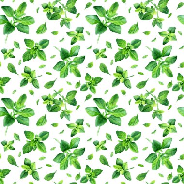 Suluboya dikişsiz kekik desenli bitki. Botanik el çizimi tekstil kumaşını sarmak için beyaz arkaplanda izole edilmiş.