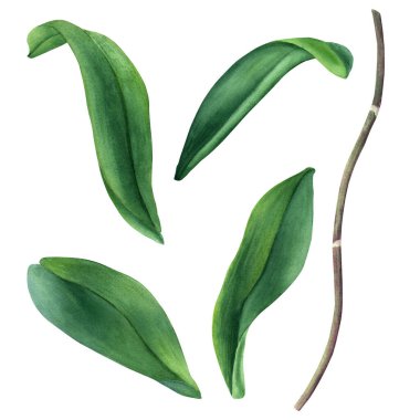 Bir çift orkide çiçeği sapı ve yapraklar. El çizimi suluboya çizimi etiketler, paketler, klip sanatı için beyaz arkaplanda izole edilmiş