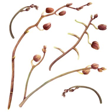 Tomurcuklu bir orkide seti. El çizimi suluboya çizimi etiketler, paketler, klip sanatı için beyaz arkaplanda izole edilmiş